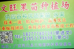 廣西欽州市靈山縣三海文旺果苗種植場(chǎng)
