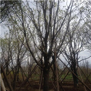 河北承德山地苗木基地