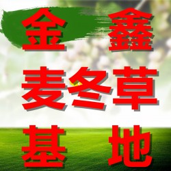 湖北襄陽金鑫麥冬草基地